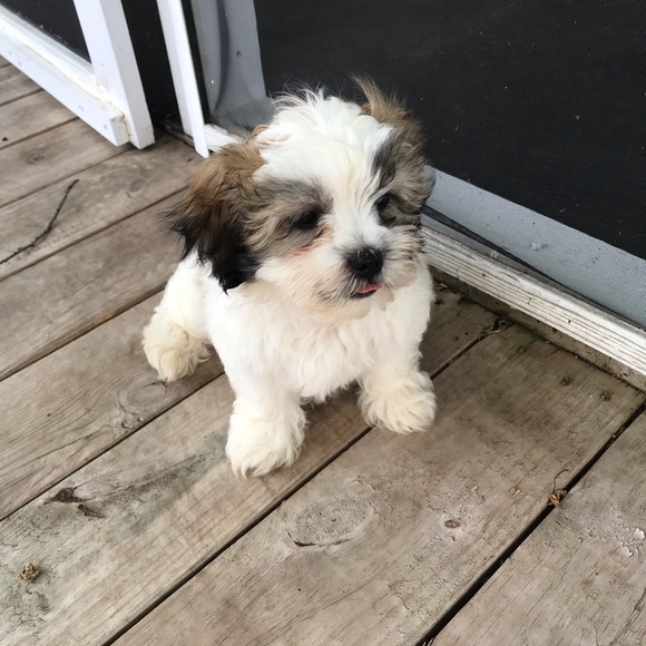 Meet your Posher, Monica - Picture 2 of 8